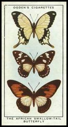 32OCN 31 African Swallow Tail Butterfly.jpg